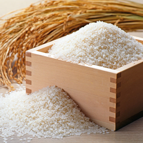 精米、コシヒカリ 令和7年産 特別栽培米コシヒカリ 精米 2kg - 橋谷田ファーム